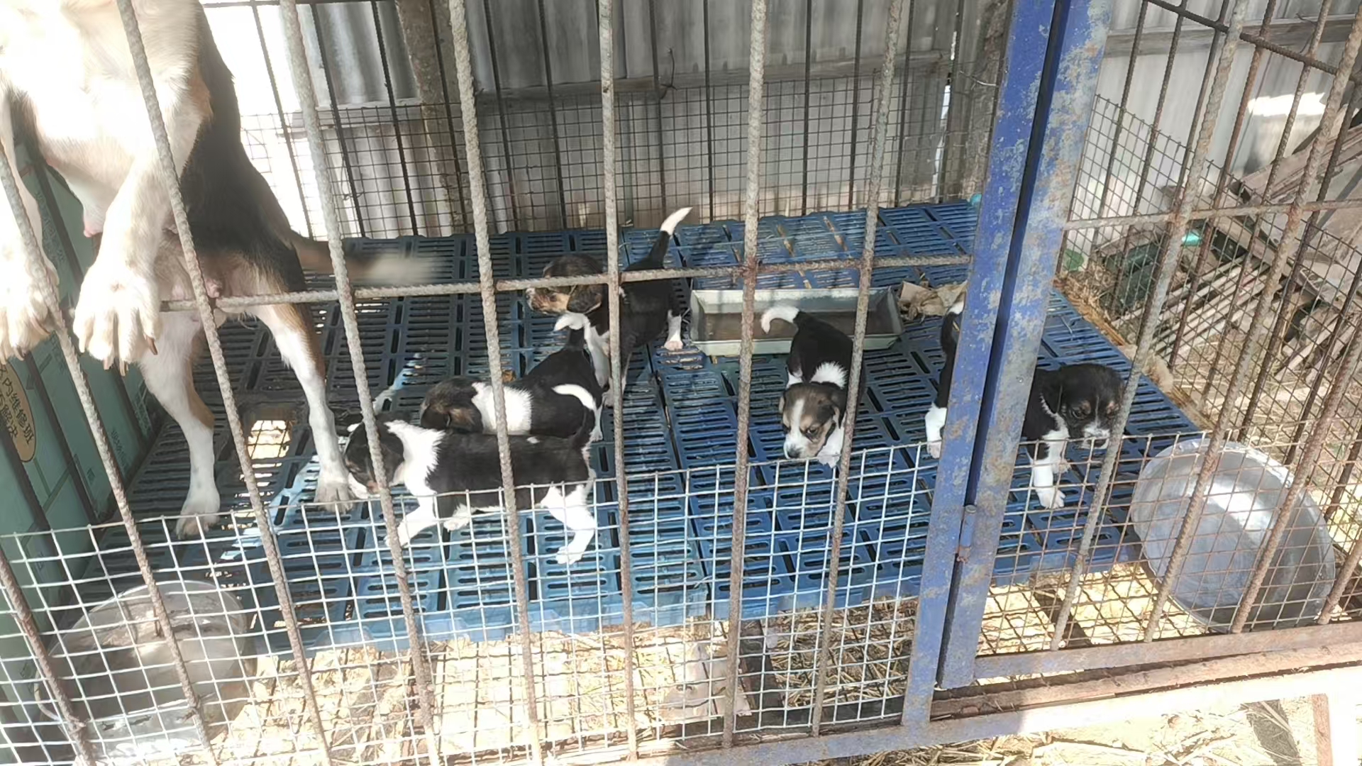 比格大，又称米格鲁猎犬，家庭伴侣，都可以性格温顺，买价400